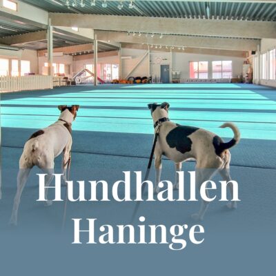 Hundhallen2